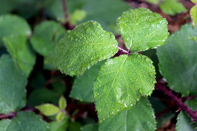 sheets, foliage, plants, shrubs, field, nature, environment, summer, green color, chlorophyll, dew, droplets, water