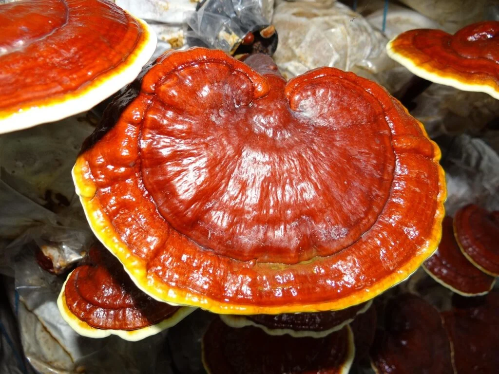 ganoderma, medicinal mushrooms, lingzhi mushroom, ganoderma, ganoderma, ganoderma, ganoderma, ganoderma
